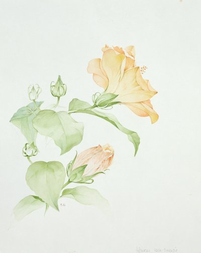 Hibiscus Rosa-Sinensis by Sarah Creswell